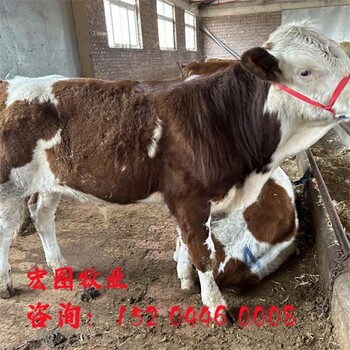 西門塔爾牛500斤的公牛銷售價(jià)格陜西大型中轉(zhuǎn)基地出肉率高