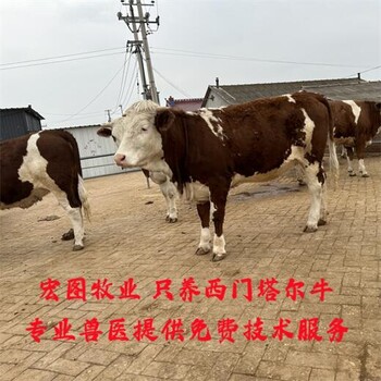 吉林种牛基地西门塔尔牛出肉率高五个月牛犊小母牛现在什么价