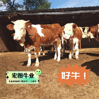 吉林种牛基地西门塔尔牛出肉率高五个月牛犊小母牛现在什么价