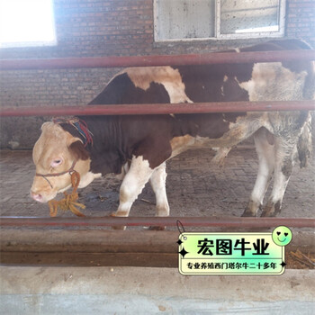 東北養(yǎng)殖場西門塔爾牛紫紅花的四百多斤四代母牛出售