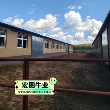 東北養(yǎng)殖場西門塔爾牛紫紅花的四百多斤四代母牛出售