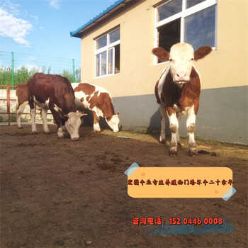 江蘇肉牛養(yǎng)殖基地西門塔爾牛育肥效果好四百斤小母牛犢多少錢一頭