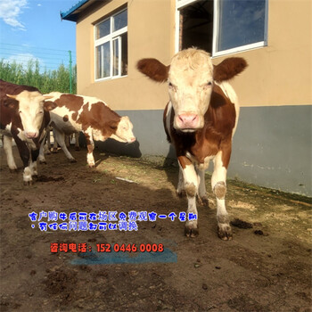 江蘇肉牛養(yǎng)殖基地西門塔爾牛育肥效果好四百斤小母牛犢多少錢一頭