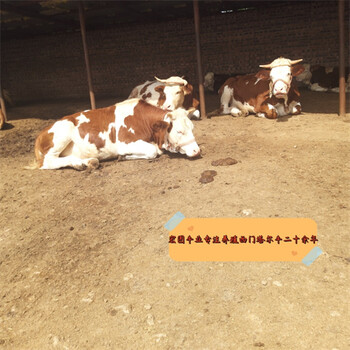 西門塔爾牛7個月小牛價格表河南牛養殖基地育肥效果好