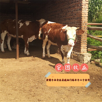 西門塔爾牛7個月小牛價格表河南牛養殖基地育肥效果好