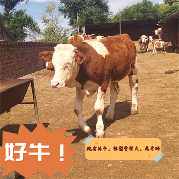 內(nèi)蒙古交易市場(chǎng)西門塔爾牛散養(yǎng)肉牛600斤的牛犢小母牛多少錢一只
