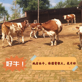內(nèi)蒙古交易市場(chǎng)西門塔爾牛散養(yǎng)肉牛600斤的牛犢小母牛多少錢一只