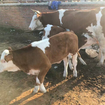 西门塔尔牛五六百斤的四代母牛大概多少钱山西种牛基地饲养简单