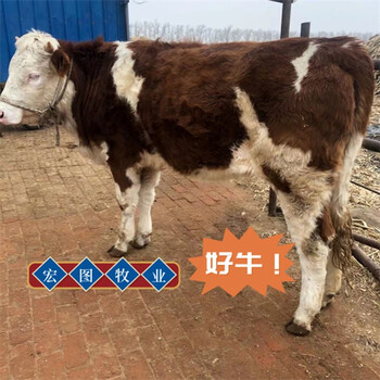 四川宏图中转基地西门塔尔牛体型骨架大四五百斤小母牛多少钱一头