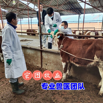 西門塔爾牛300多斤小母牛價(jià)格江西過(guò)渡牛場(chǎng)體格大脂肪少