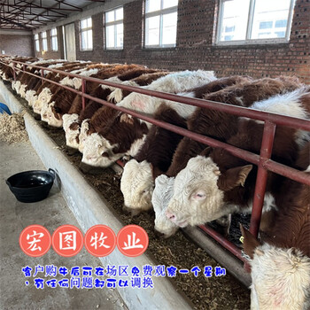 西門(mén)塔爾牛五六個(gè)月小公牛多少錢(qián)江西過(guò)渡牛場(chǎng)存欄量大