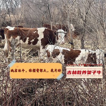 西門(mén)塔爾牛五六個(gè)月小公牛多少錢(qián)江西過(guò)渡牛場(chǎng)存欄量大