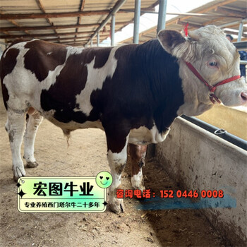 西門(mén)塔爾牛五六個(gè)月小公牛多少錢(qián)江西過(guò)渡牛場(chǎng)存欄量大