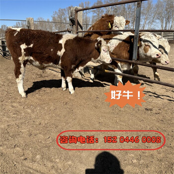 西门塔尔牛六个月的一头母牛大概要多少钱江苏大型养牛场饲养简单