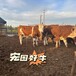 西门塔尔牛6个月牛犊要多少钱一头黑龙江宏图养牛场数量充足