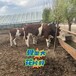 西门塔尔牛三百斤的小母牛苗价格山西种牛基地采食能力强