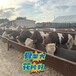 西门塔尔牛300斤公牛犊多少钱一头浙江宏图中转基地可技术跟踪服务