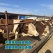 浙江牛养殖基地西门塔尔牛产肉量高8个月牛犊子大概多少钱