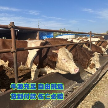 西门塔尔牛五百斤的母牛多少钱东北大型养牛场提供技术