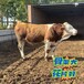 吉林过渡牛养殖场西门塔尔牛大骨架四五百斤的小母牛苗销售价格