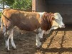 山西牛养殖基地西门塔尔牛好养活五个月的牛价格表