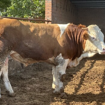 西门塔尔牛五百斤的母牛多少钱东北大型养牛场提供技术