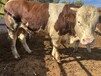 西门塔尔牛300斤的小牛大概多少钱福建养牛场出栏快