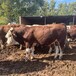西门塔尔牛三百斤母牛多少钱一只广东养牛场大小都有