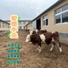 浙江大型养牛场西门塔尔牛采食能力强五百多斤牛犊小母牛现在什么价格
