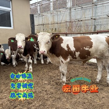 西门塔尔牛300多斤小母牛要多少钱一头江西过渡牛养殖场纯放山牛
