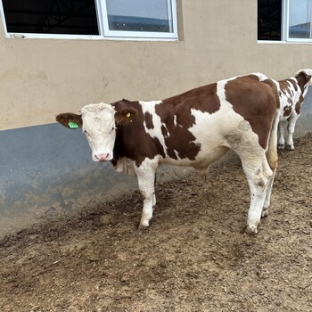 西门塔尔牛大型中转基地300斤公牛犊存栏量大改良肉牛犊