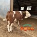 内蒙古过渡牛养殖基地西门塔尔牛红白花的五百斤至六百斤一头牛现在什么价