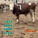 广西养牛场西门塔尔牛改良育肥小牛5之6个月条子母牛要多少钱呢？