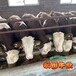 西门塔尔牛养殖基地2023年小公牛各规格都有饲养简单