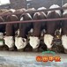 辽宁过渡牛养殖基地西门塔尔牛各规格都有300至400斤小母牛犊的价钱