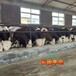 广东交易市场西门塔尔牛放山架子牛三百斤母牛市场价多少