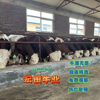 東北地區(qū)宏圖中轉(zhuǎn)基地西門塔爾牛散養(yǎng)肉牛四百斤至五百斤牛犢小母牛新的價格