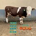西门塔尔牛5个月的小母牛大概要多少钱甘肃大型中转基地体型骨架大