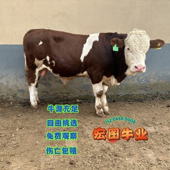 東北地區(qū)宏圖中轉(zhuǎn)基地西門塔爾牛散養(yǎng)肉牛四百斤至五百斤牛犢小母牛新的價格