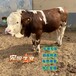 西门塔尔种牛基地8个月母牛苗纯放山牛抗逆性好