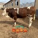 西門塔爾牛交易市場(chǎng)6之7個(gè)月四代母?，F(xiàn)貨充足四肢結(jié)實(shí)