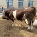 西门塔尔牛五百至六百斤一头牛犊子要多少钱云南牛养殖基地大骨架