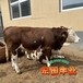 福建大型养牛场西门塔尔牛饲养简单400--500斤小牛犊出售