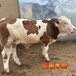 内蒙古宏图养牛场西门塔尔牛产肉量高五个月的牛市场价多少