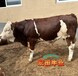 西门塔尔牛养殖基地2023年小公牛散养肉牛出肉率高