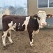 江西交易市场西门塔尔牛大小都有400至500斤牛小母牛市场价格