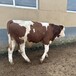西门塔尔牛六之七个月大母牛价格东北地区肉牛养殖基地提供养殖技术