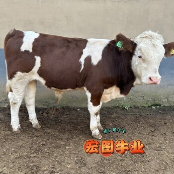 广东宏图中转场西门塔尔牛体格大脂肪少五六个月小公牛市场价多少