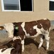 山西宏图养牛场西门塔尔牛大小都有五之六个月牛犊多少钱一头