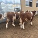 西门塔尔牛500多斤牛犊现在什么价钱安徽大型中转基地好养易活